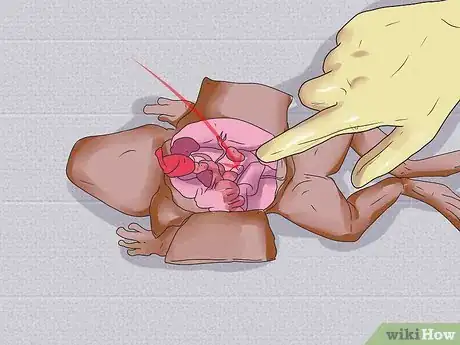 Imagen titulada Dissect a Frog Step 20