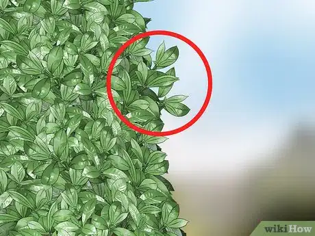 Imagen titulada Trim Shrubs Step 10