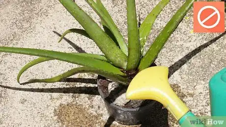 Imagen titulada Plant Aloe Vera Step 6