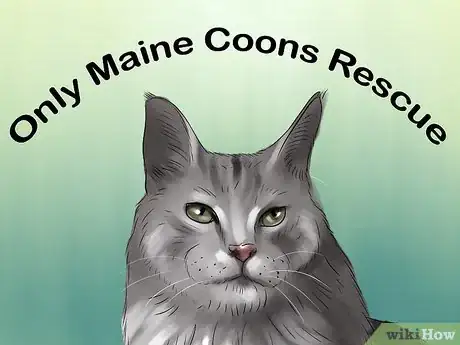 Imagen titulada Identify a Maine Coon Step 14
