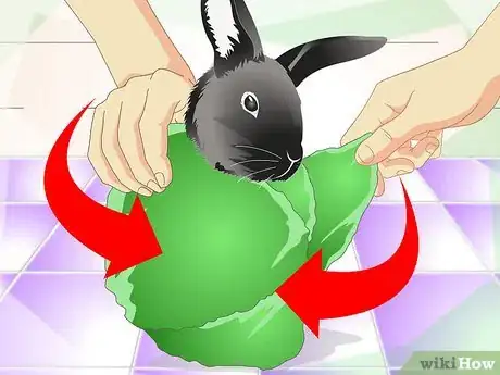 Imagen titulada Cut a Rabbit's Claws Step 8