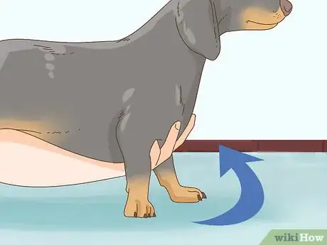 Imagen titulada Hold a Dachshund Properly Step 1