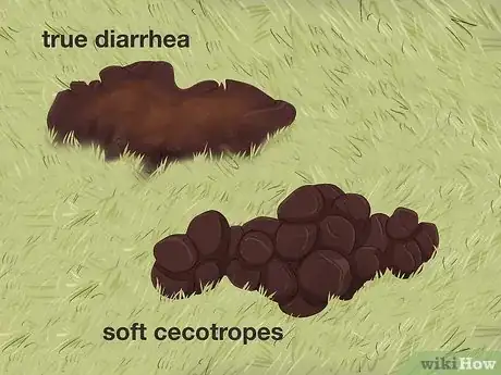 Imagen titulada Treat Diarrhea in Rabbits Step 1
