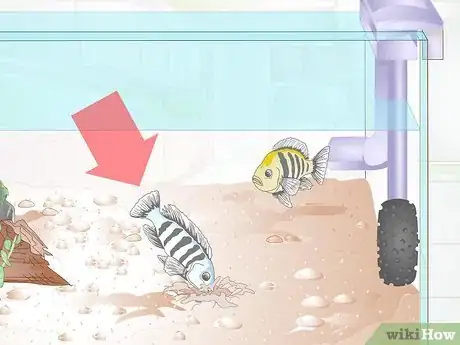 Imagen titulada Breed Malawi Cichlids Step 8