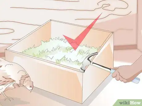 Imagen titulada Get Your Hen to Become Broody Step 15