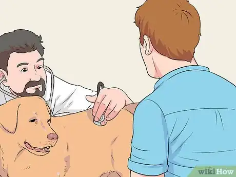 Imagen titulada Breed Labradors Step 4