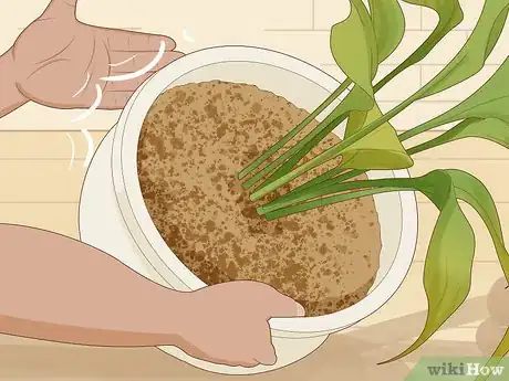 Imagen titulada Save an Overwatered Plant Step 8