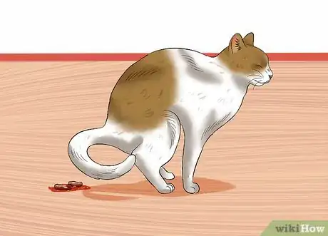 Imagen titulada Give a Cat an Enema at Home Step 11