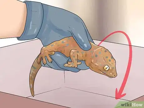 Imagen titulada Tame a Tokay Gecko Step 4