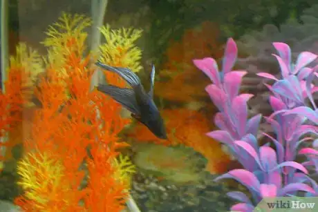Imagen titulada Keep a Betta Fish Alive for 4 Years Step 7