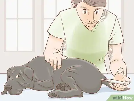 Imagen titulada Breed Cane Corso Step 14