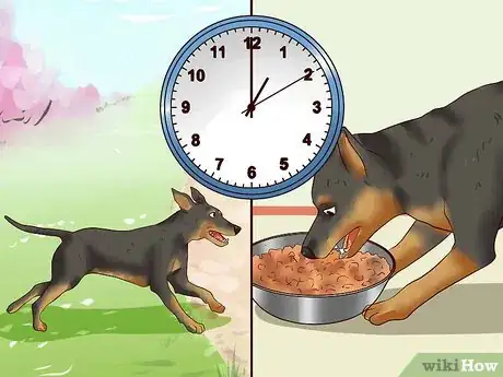 Imagen titulada Care for a Miniature Pinscher Step 16
