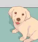superar la muerte de una mascota