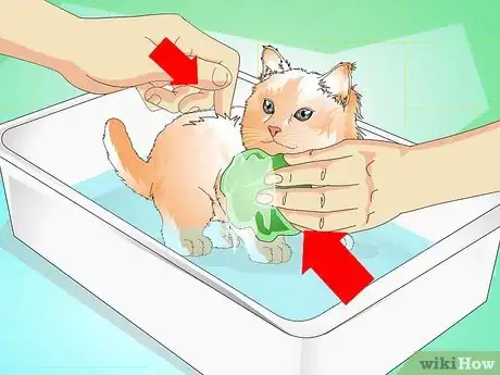 Imagen titulada Give a Kitten a Bath Step 8