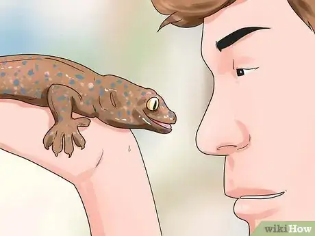 Imagen titulada Tame a Tokay Gecko Step 6