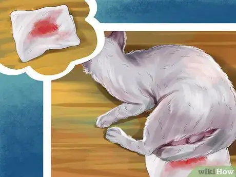 Imagen titulada Help Your Cat Who Had a Miscarriage Step 7