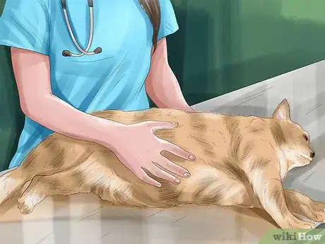 Imagen titulada Help Your Cat Who Had a Miscarriage Step 1