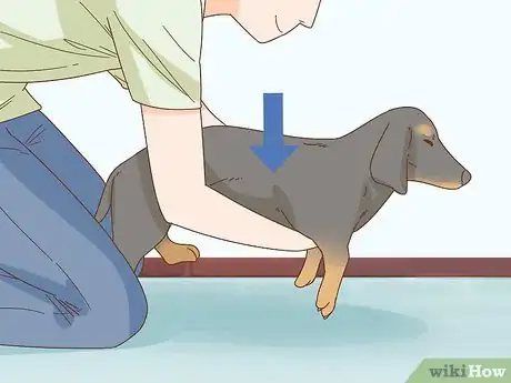Imagen titulada Hold a Dachshund Properly Step 6