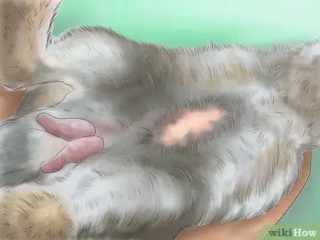 Imagen titulada Raise a Healthy Bunny Step 12