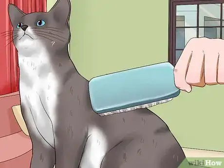 Imagen titulada Clean Your Cat When He Can't Do It Himself Step 2