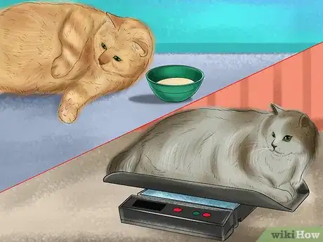 Imagen titulada Tell if Your Cat Has a Food Intolerance Step 3
