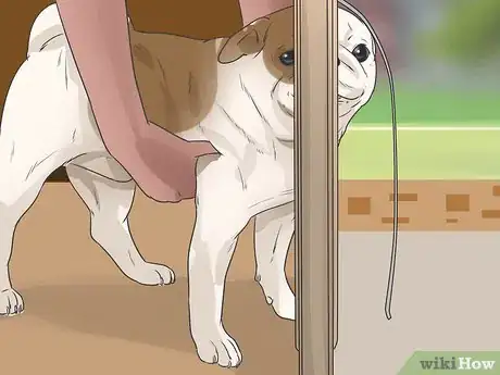 Imagen titulada Train Your Dog to Use a Dog Door Step 15