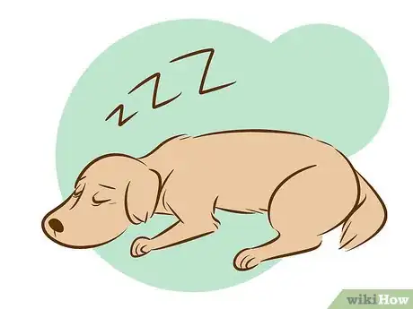 Imagen titulada Recognize a Dying Dog Step 8