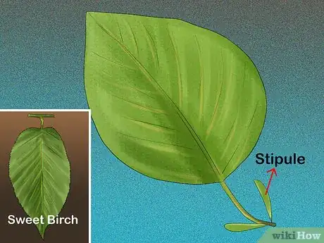 Imagen titulada Identify Trees by Leaves Step 7
