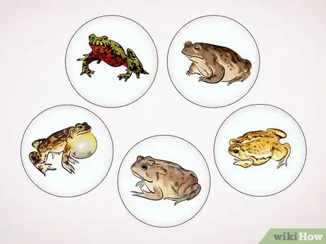 Imagen titulada Care for a Toad Step 16