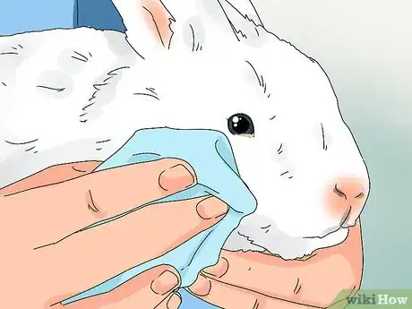 Imagen titulada Tell if Your Rabbit Has Weepy Eye Step 6