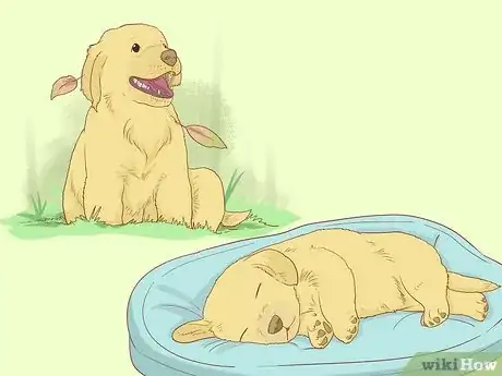 Imagen titulada Play With Your Puppy Step 2