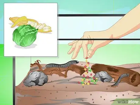 Imagen titulada Make a Millipede Habitat Step 11