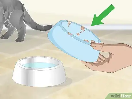 Imagen titulada Help a Vomiting Cat Step 1
