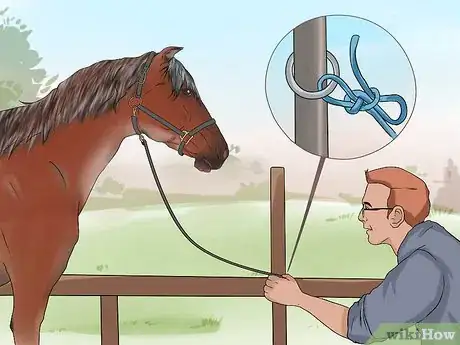 Imagen titulada Take a Horse's Temperature Step 4