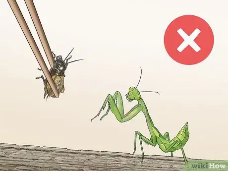 Imagen titulada Take Care of a Praying Mantis Step 16