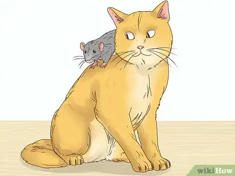 Imagen titulada Choose Between a Pet Mouse or Pet Rat Step 10