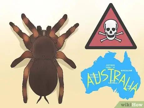 Imagen titulada Identify a Tarantula Spider Step 1