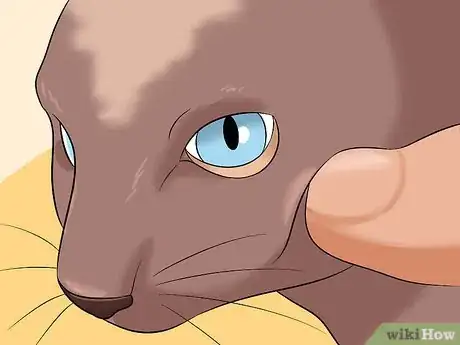 Imagen titulada Diagnose Eyelid Conditions in Cats Step 12