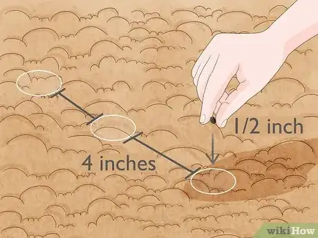 Imagen titulada Grow Okra Step 5