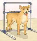 medir la altura de un perro