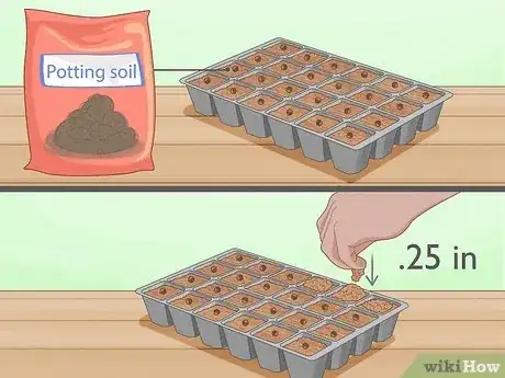 Imagen titulada Grow Monkey Grass from Seed Step 4
