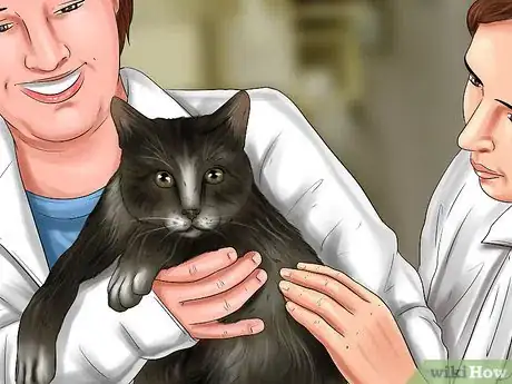 Imagen titulada Diagnose and Treat Dislocated Joints in Cats Step 5