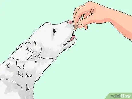 Imagen titulada Make a Cat and Dog Get Along Step 12