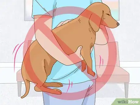 Imagen titulada Hold a Dachshund Properly Step 9