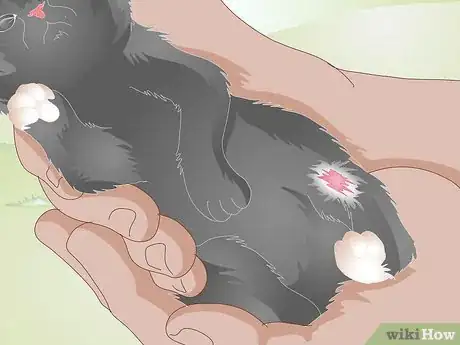 Imagen titulada Take Care of a Kitten with a Broken Leg Step 2