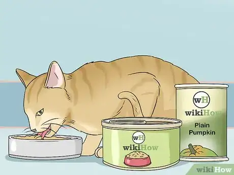 Imagen titulada Identify Cat Stool Problems Step 8