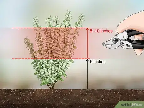 Imagen titulada Prune Thyme Step 6