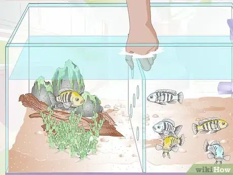 Imagen titulada Breed Malawi Cichlids Step 12