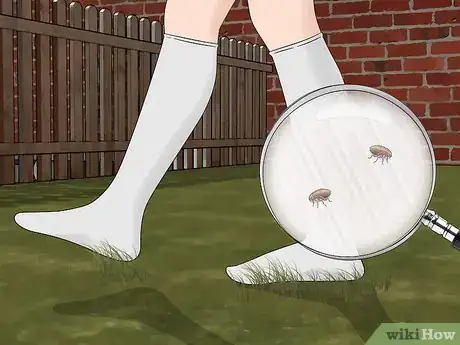 Imagen titulada Detect Fleas Step 6