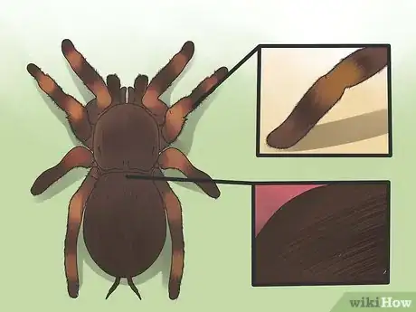 Imagen titulada Identify a Tarantula Spider Step 2